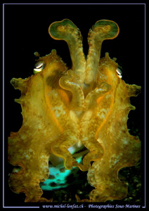 CuttleFish can come bigger... Que du bonheur... :O)... by Michel Lonfat 